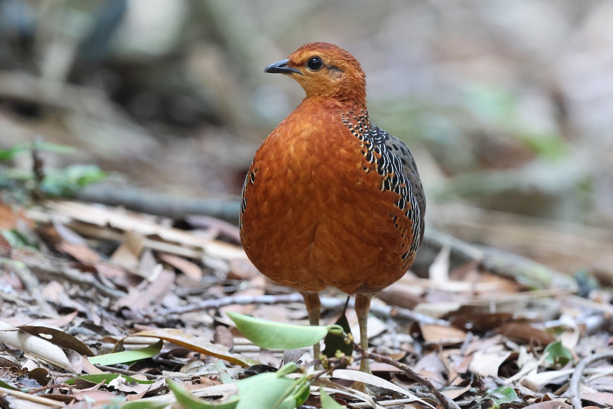 Куропатиця - ML645412970