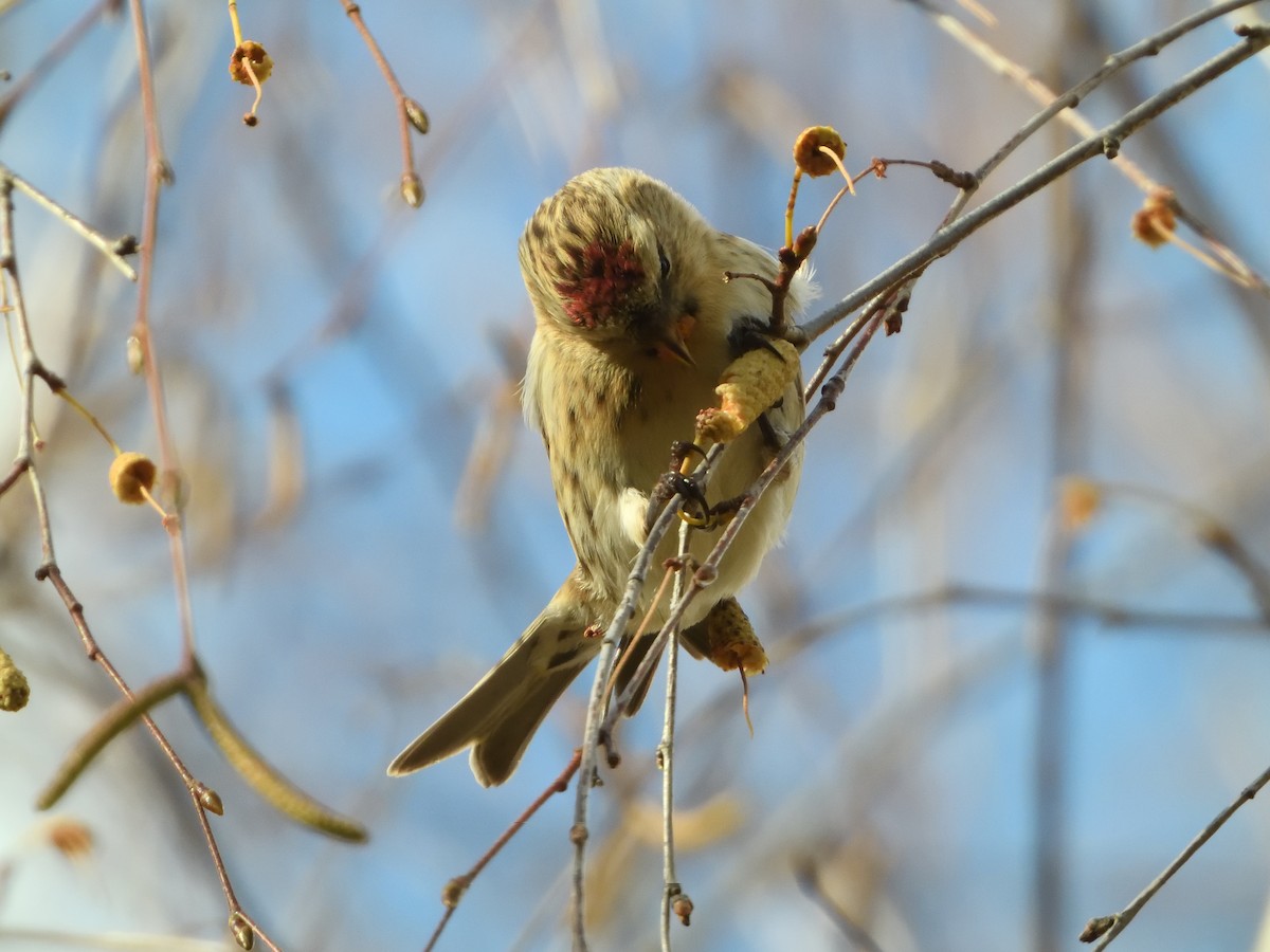 Redpoll (Lesser) - ML645412972
