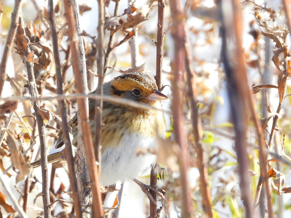 Chingolo de Nelson - ML645412980