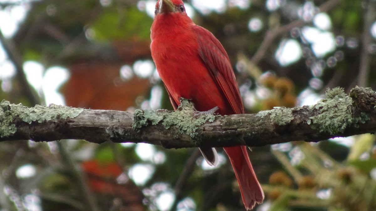 Summer Tanager - ML645412981