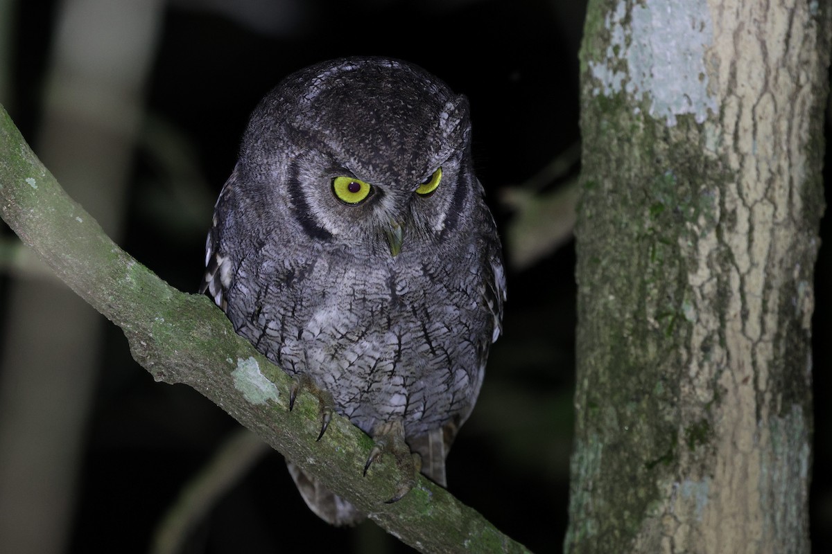 Autillo Capirotado - ML645412989