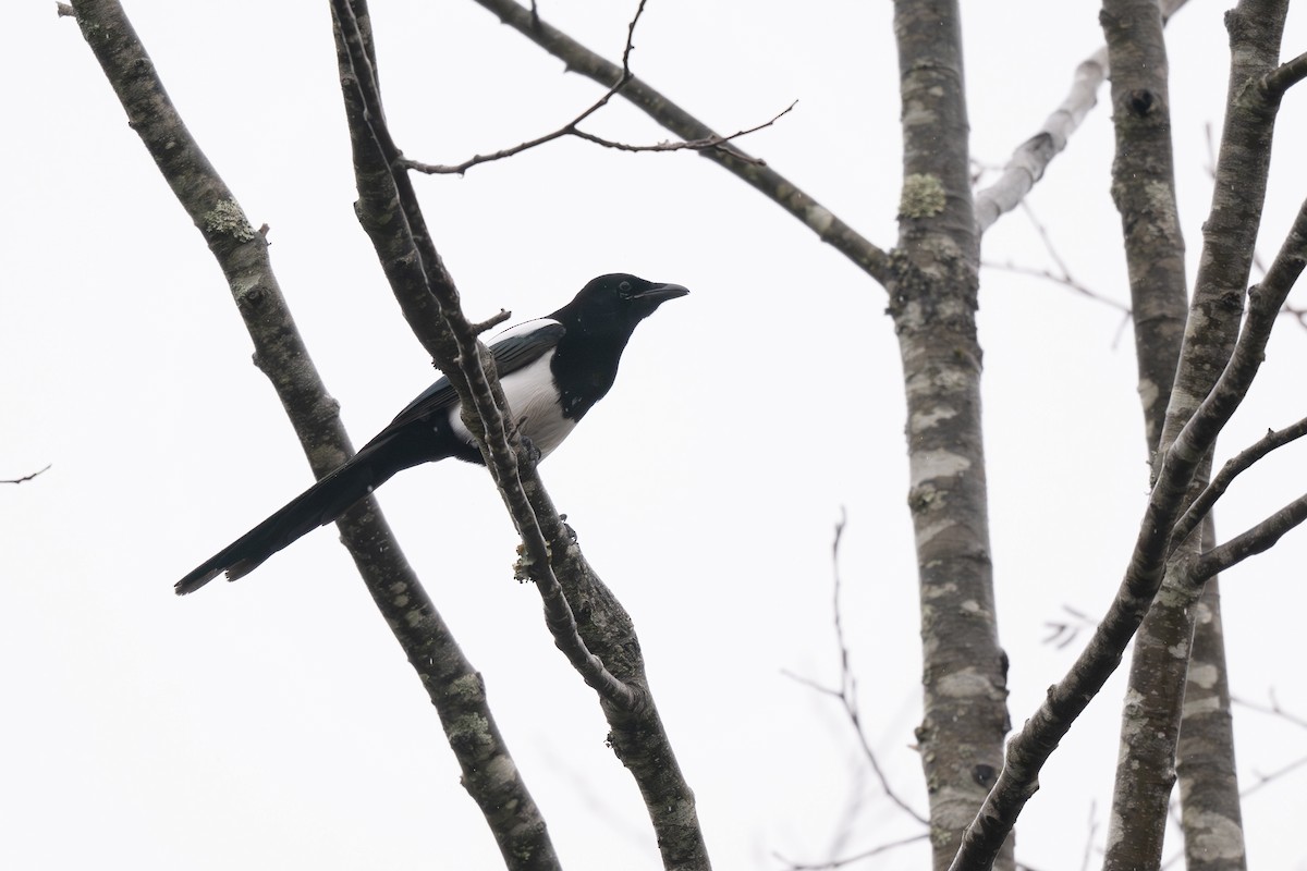 Black-billed Magpie - ML645412992