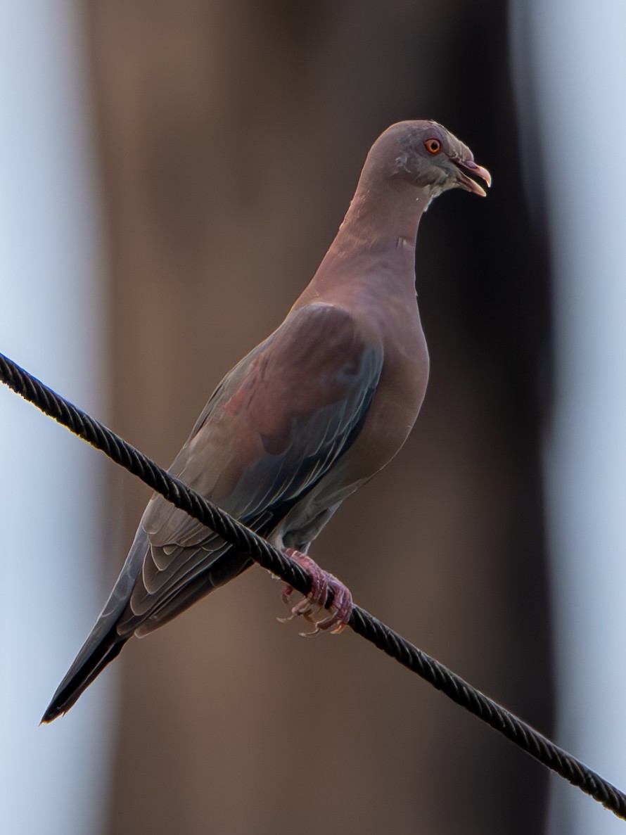Red-billed Pigeon - ML645412993