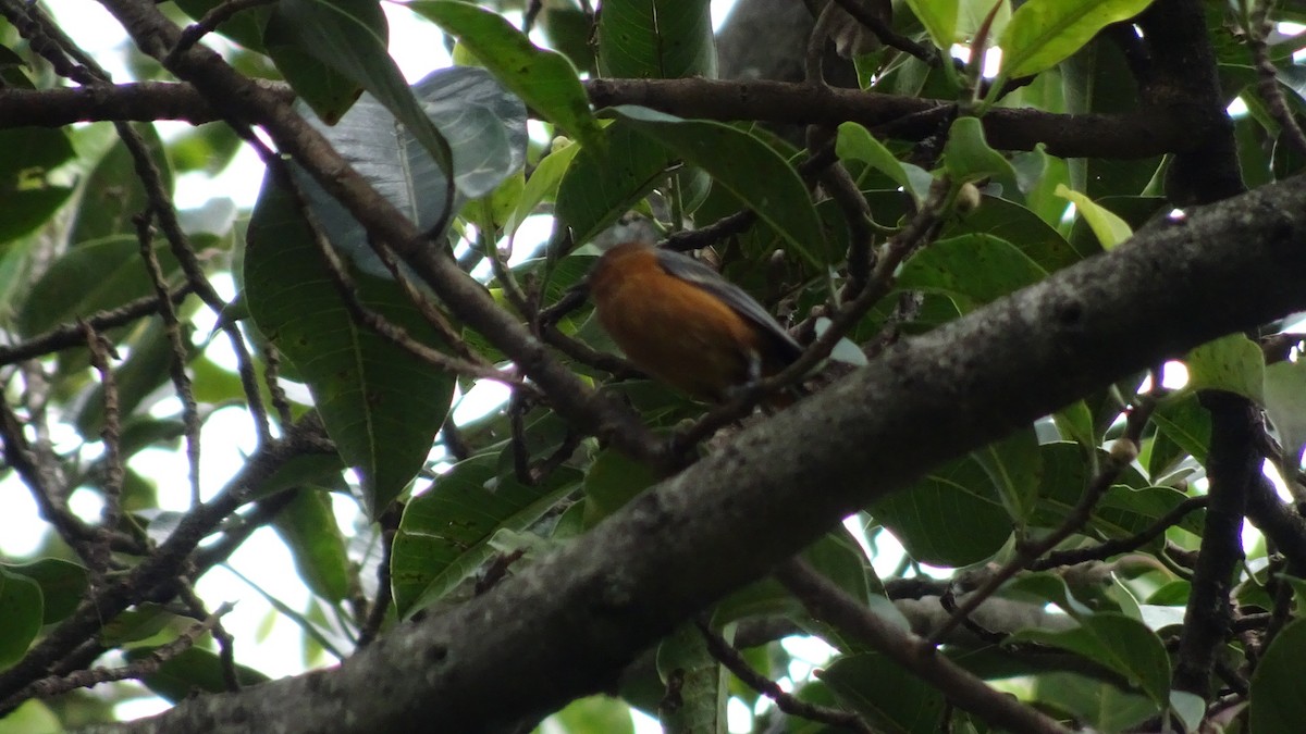 Rufous-browed Conebill - ML645412995