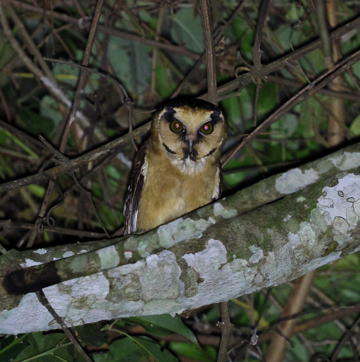 Buff-fronted Owl - ML645412999