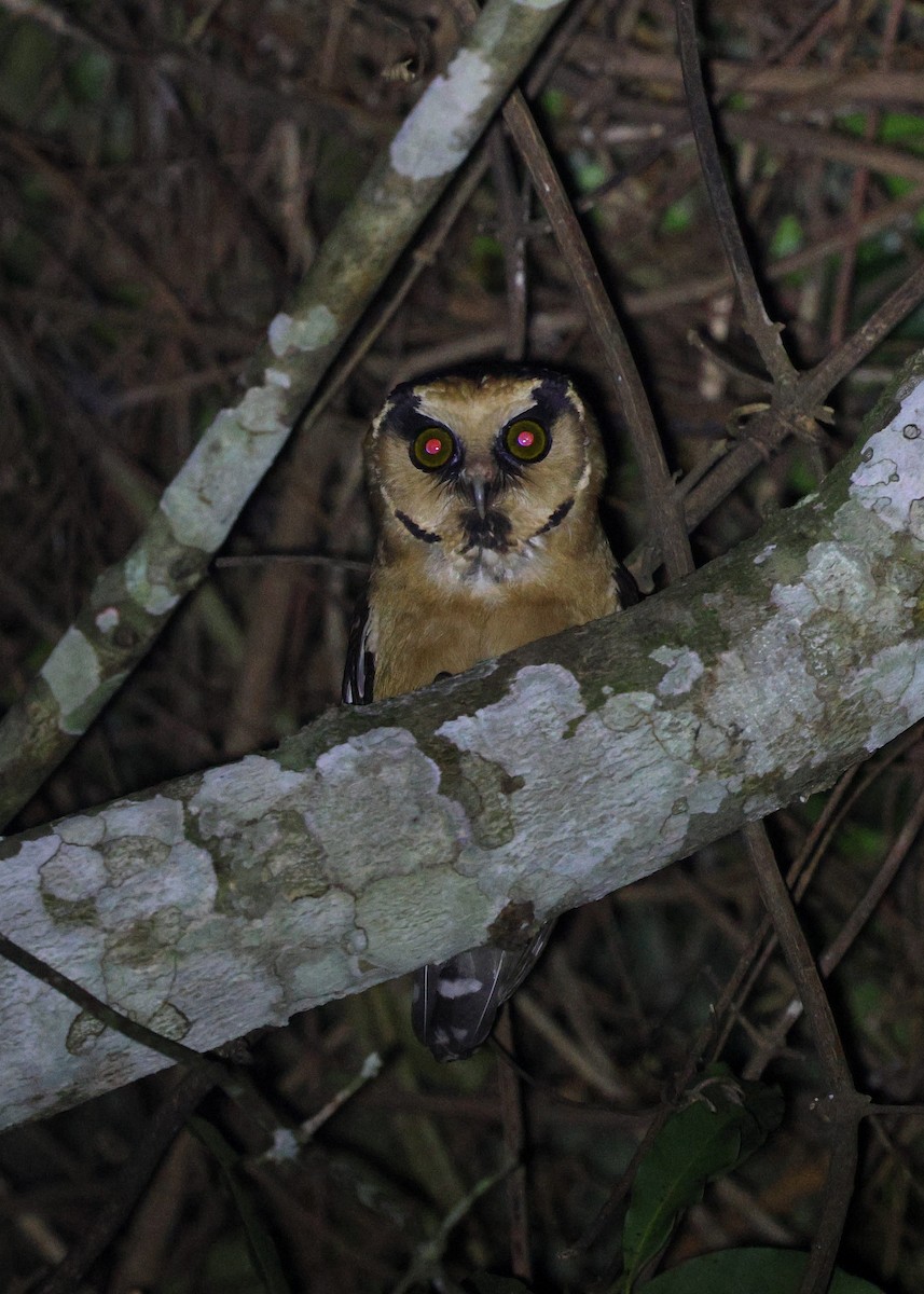 Buff-fronted Owl - ML645413000