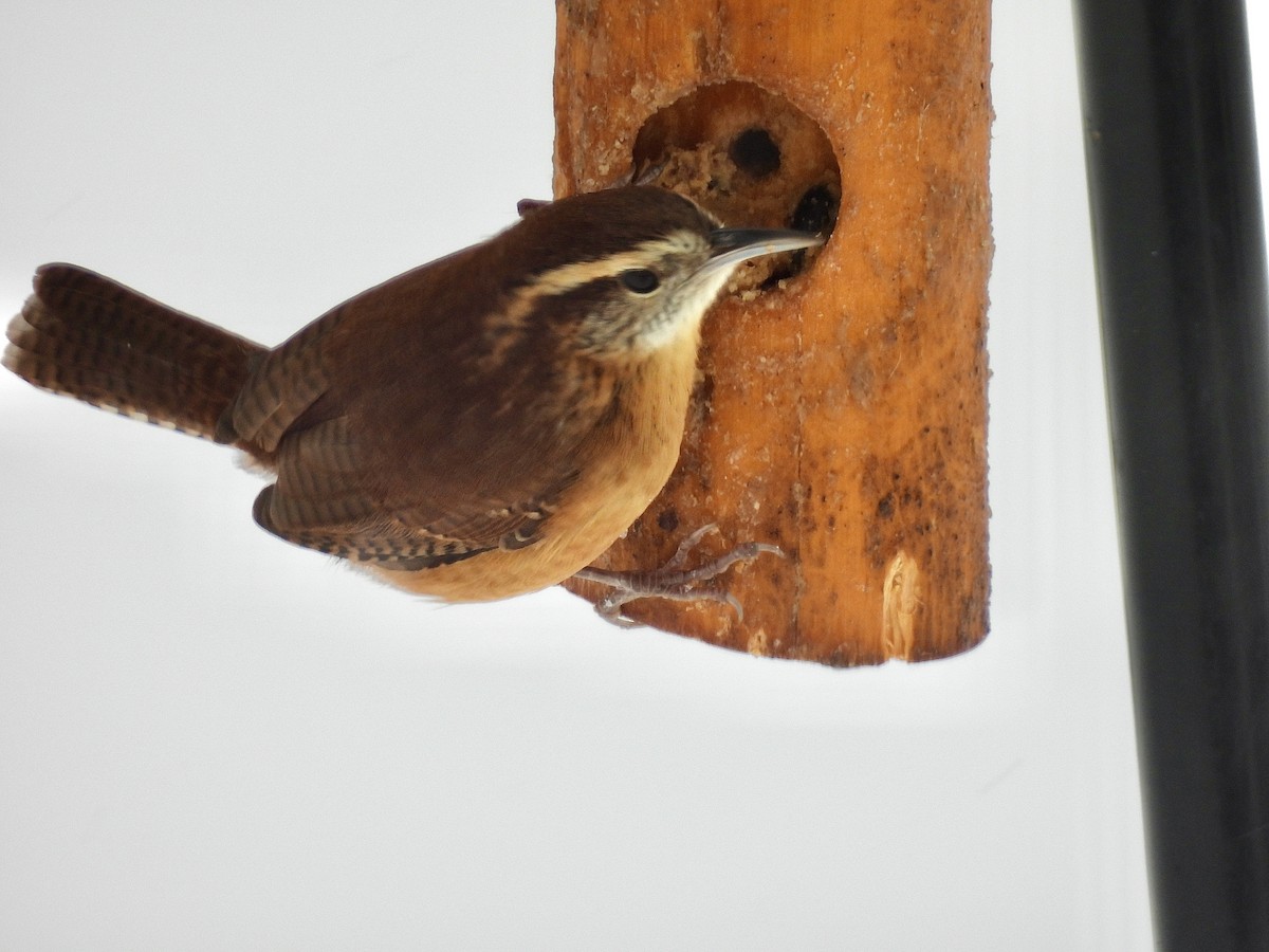 Carolina Wren - ML645413002