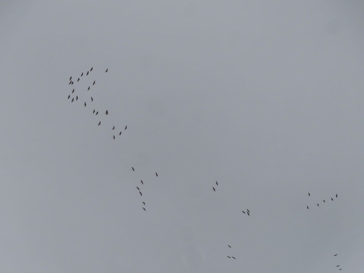 Sandhill Crane - ML645413003