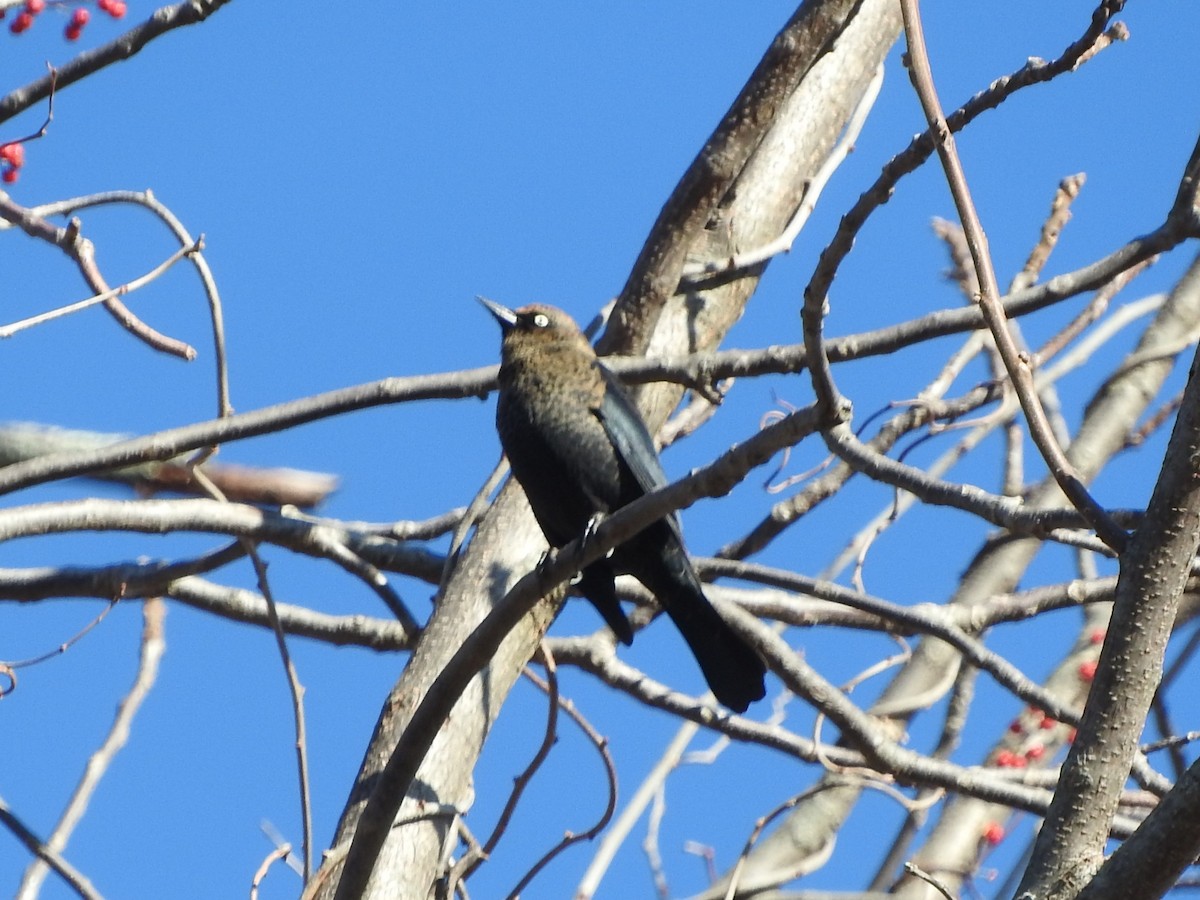 Rusty Blackbird - ML645413018