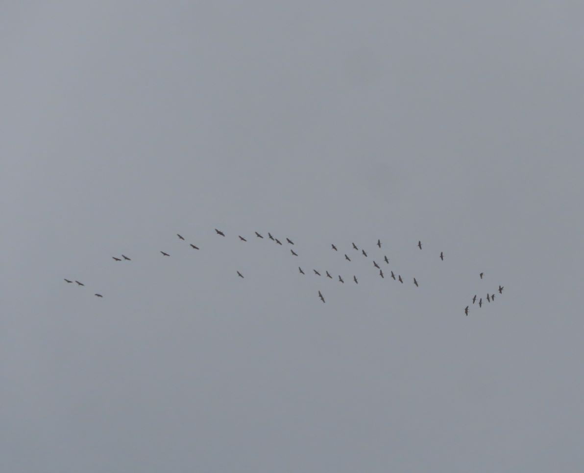 Sandhill Crane - ML645413023