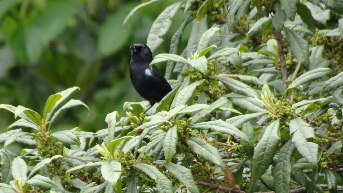 Glossy Flowerpiercer - ML645413026