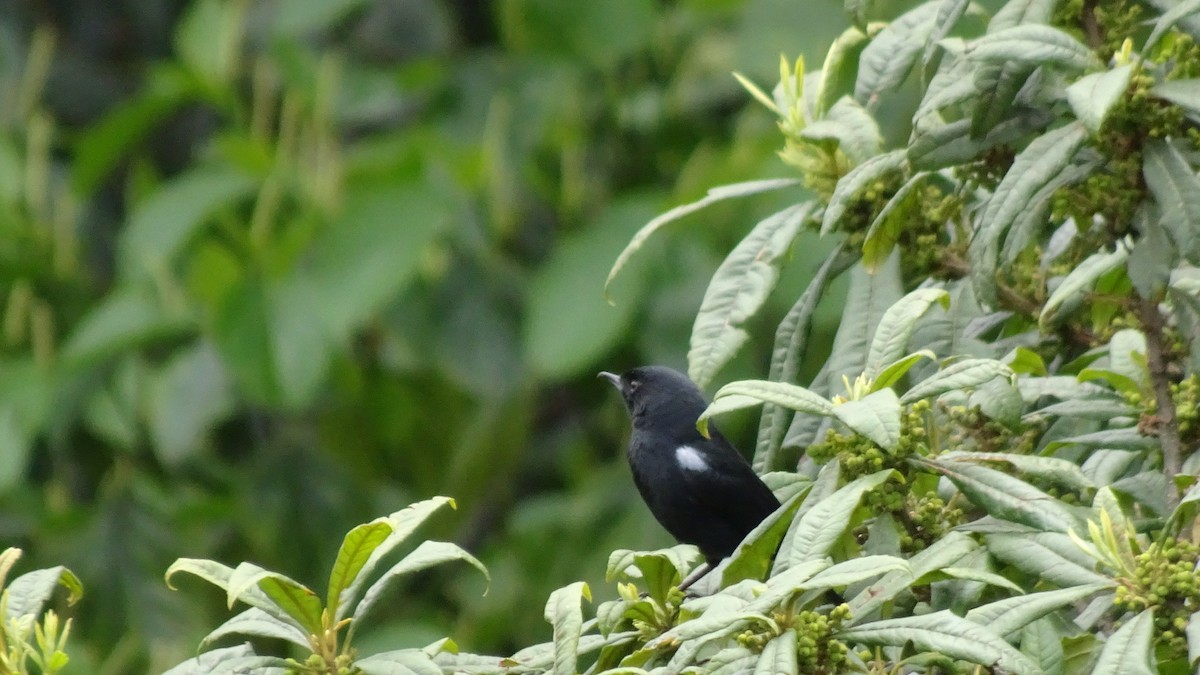 Glossy Flowerpiercer - ML645413027