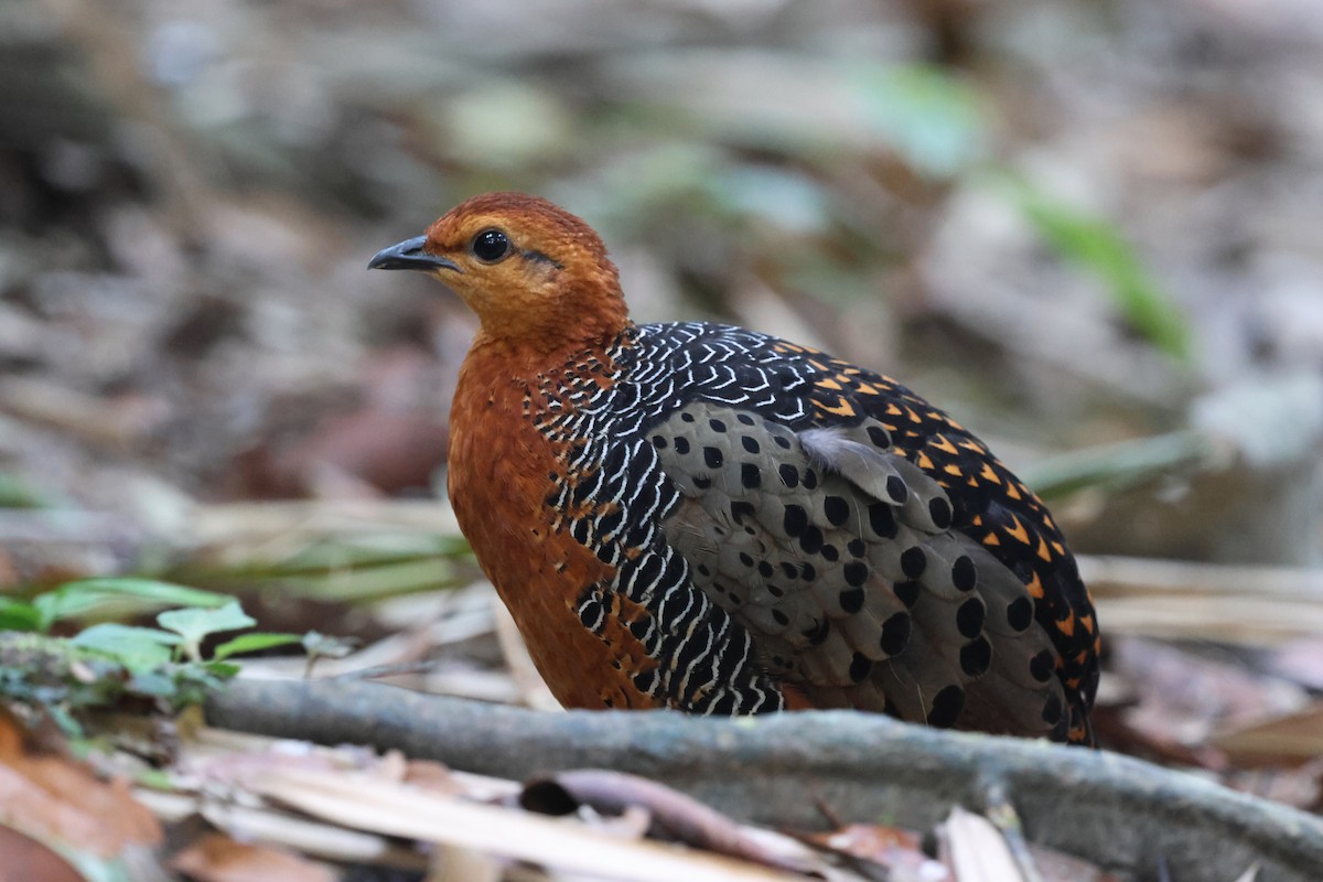 Куропатиця - ML645413041