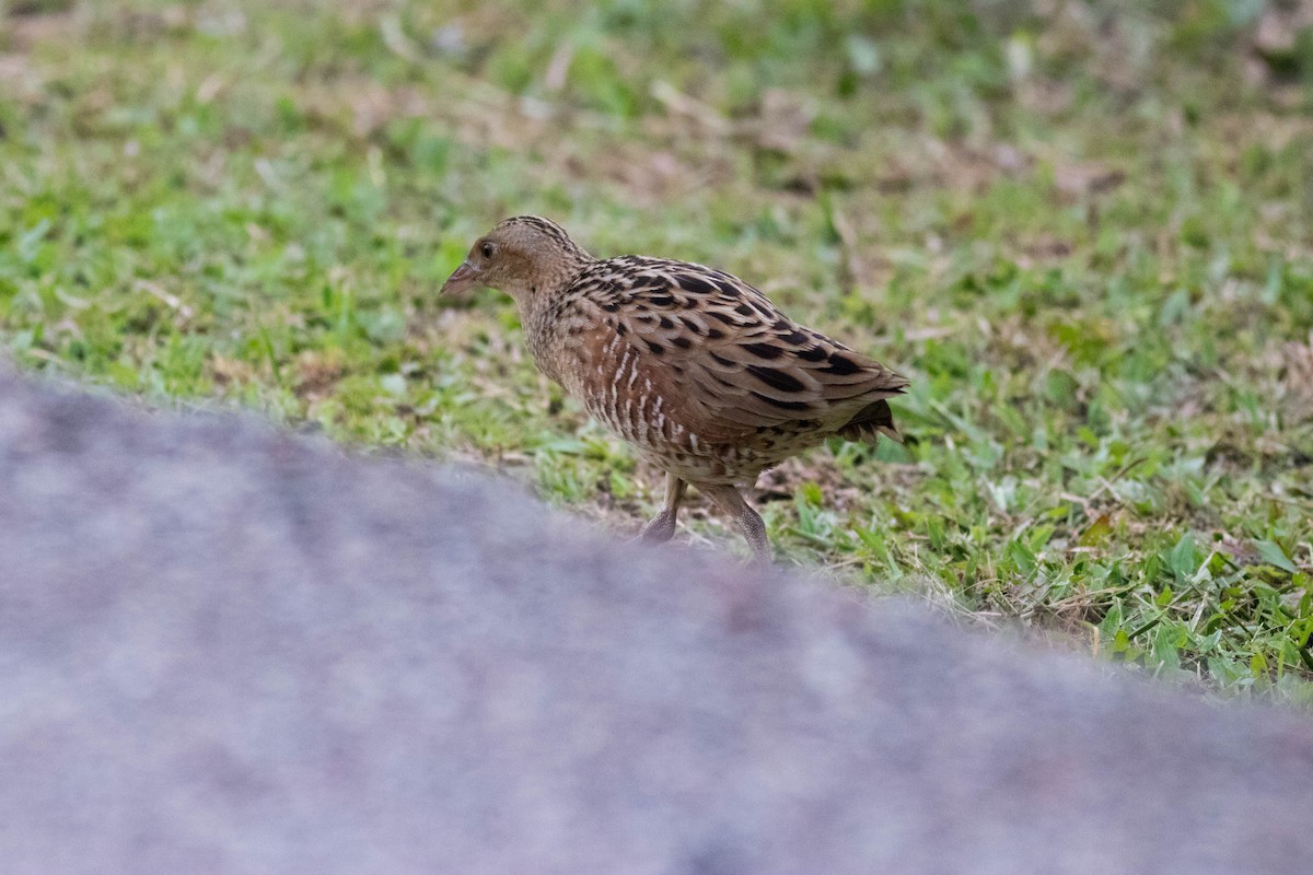 Corn Crake - ML645413043