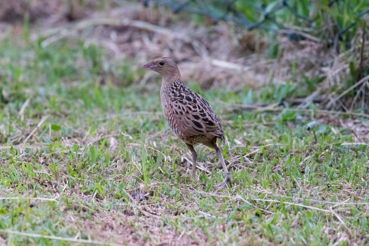 Corn Crake - ML645413044