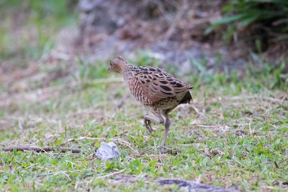 Corn Crake - ML645413045