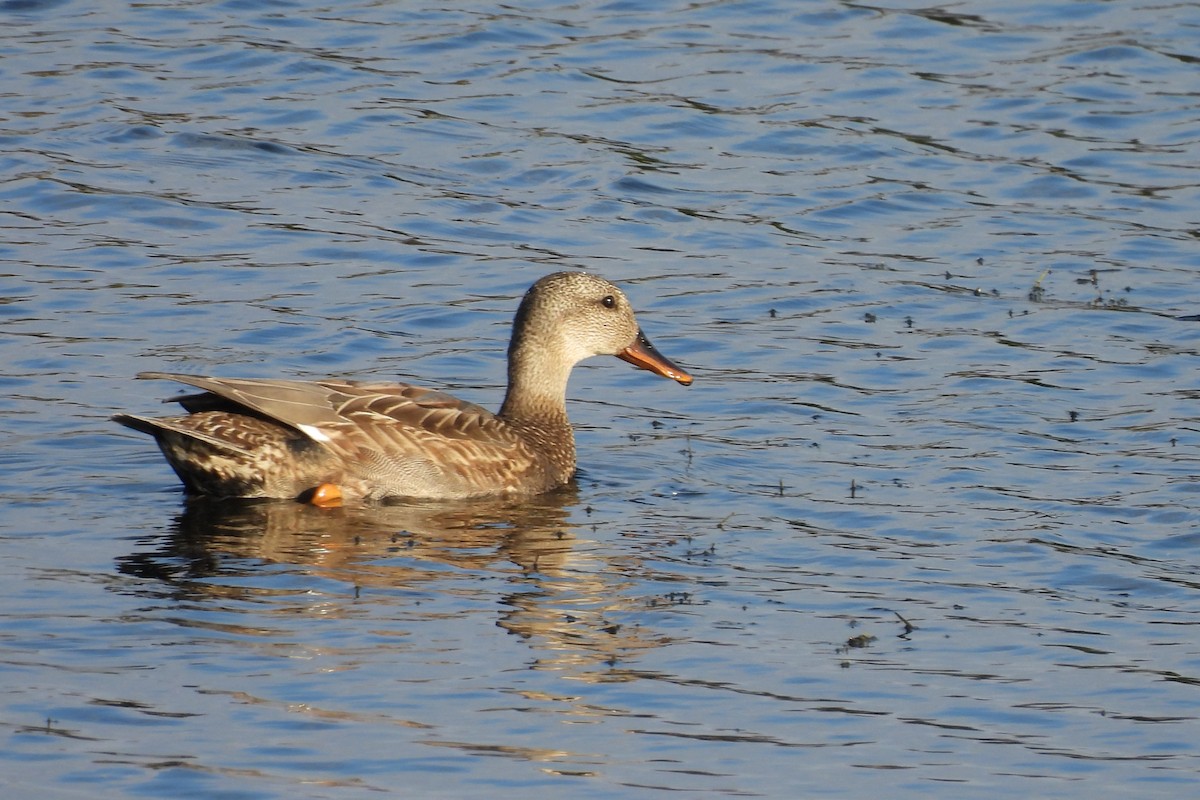 kopřivka obecná - ML645413052