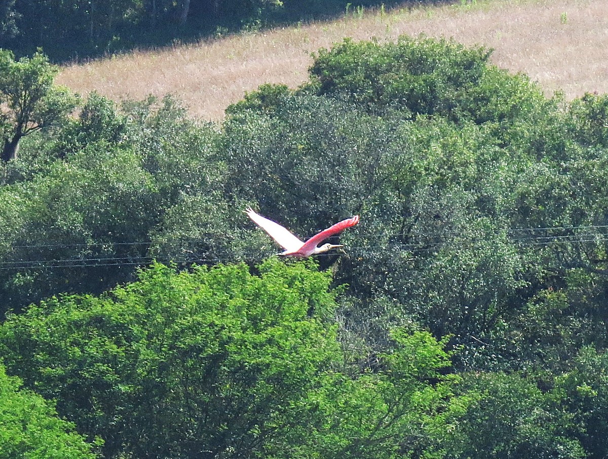 Roseate Spoonbill - ML645413053