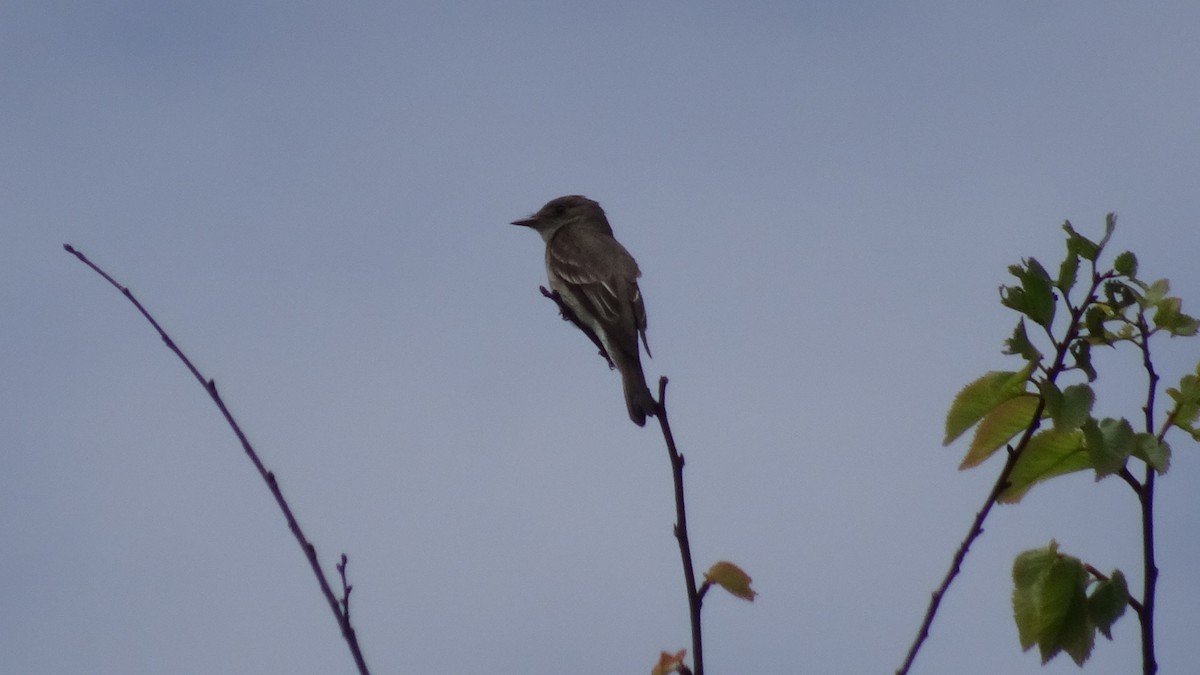 Western Wood-Pewee - ML645413062