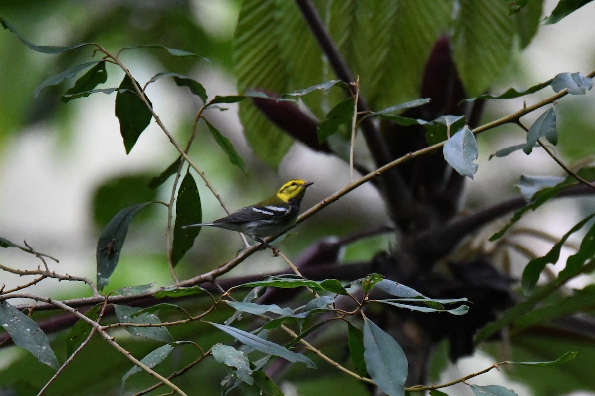 Black-throated Green Warbler - ML645413065