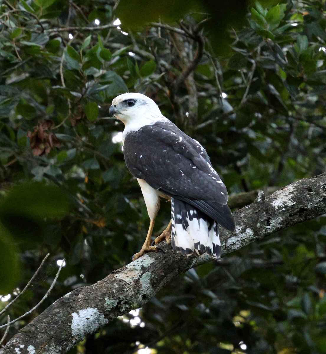 White-necked Hawk - ML645413085