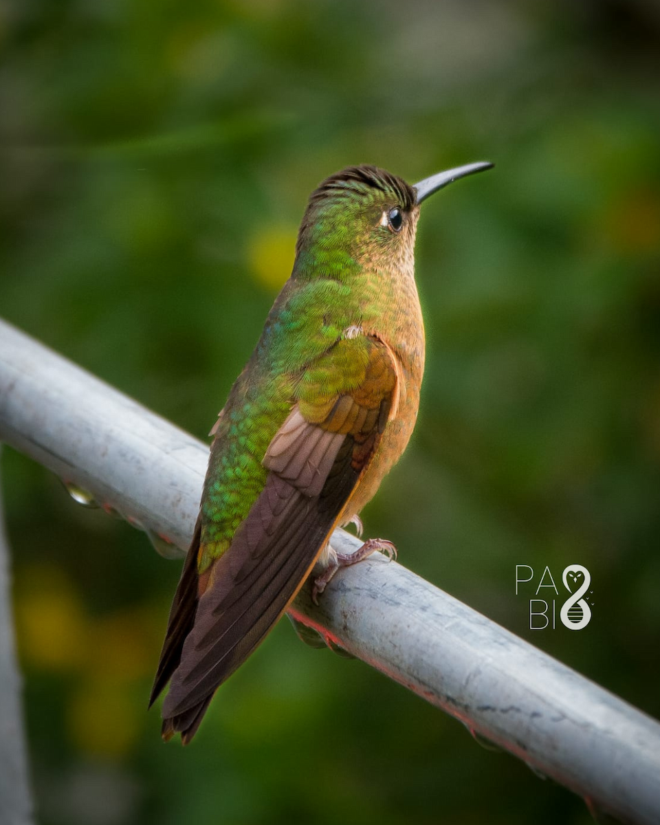 Fawn-breasted Brilliant - ML645413091