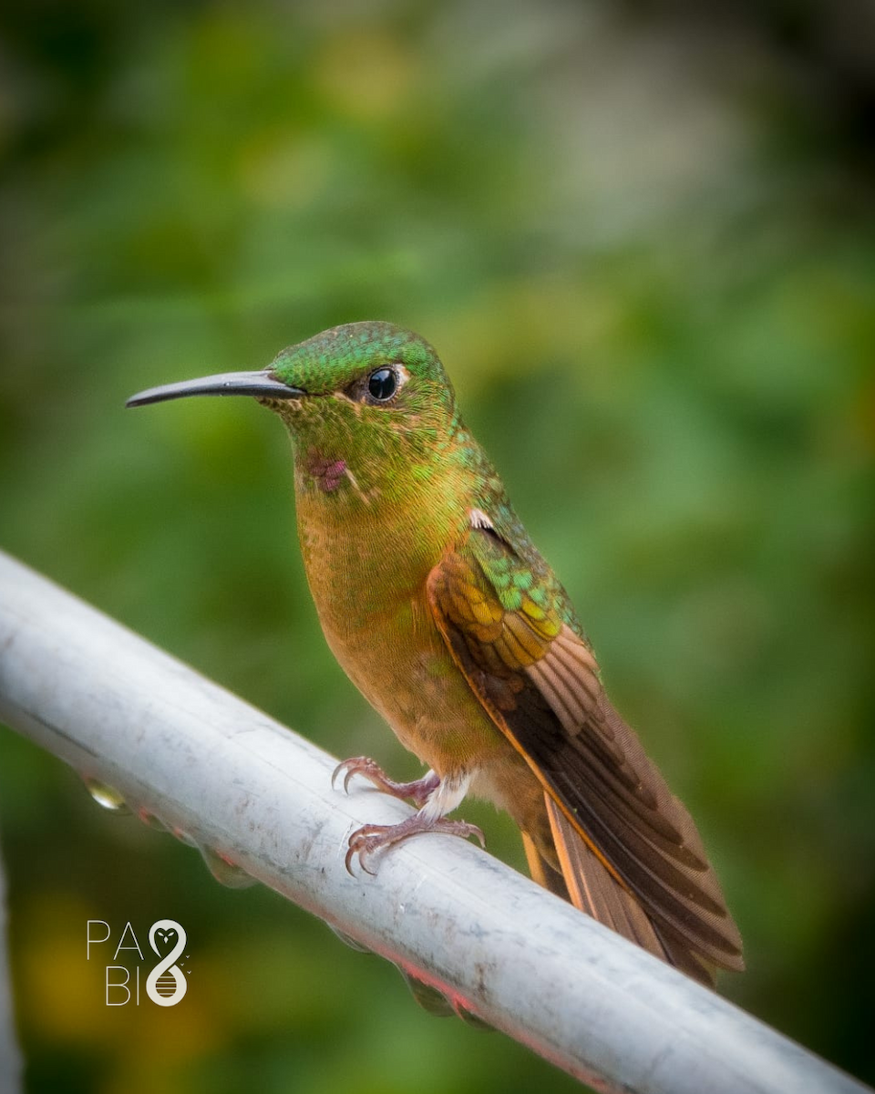 Fawn-breasted Brilliant - ML645413092