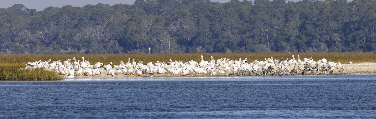 Amerika Pelikanı - ML645413095