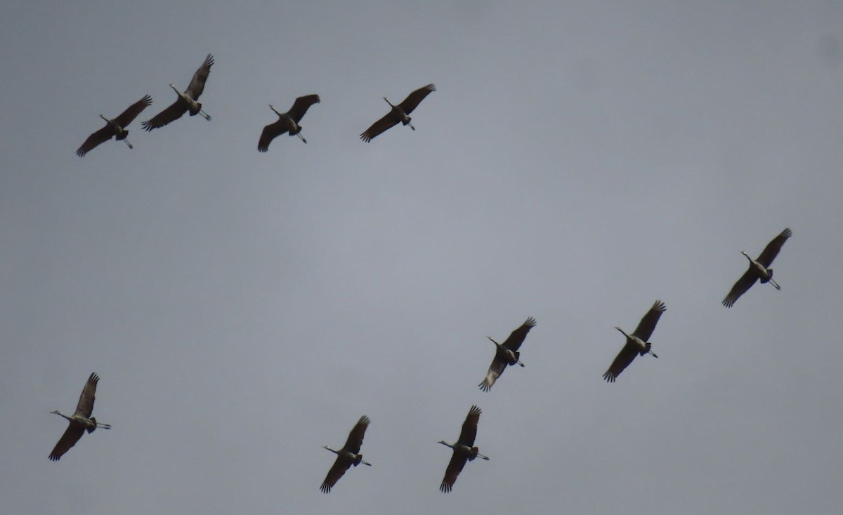 Sandhill Crane - ML645413097
