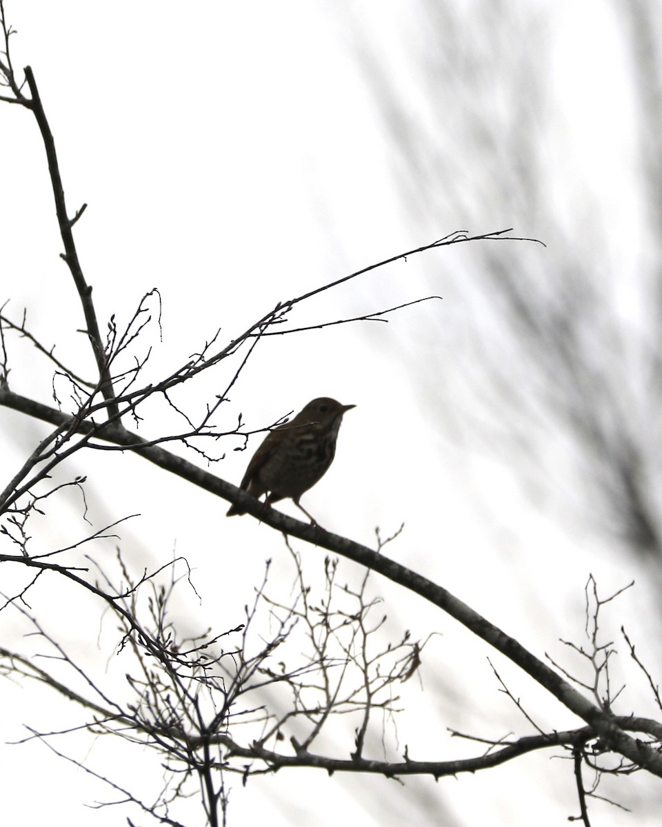 Дрізд-короткодзьоб плямистоволий - ML645413099