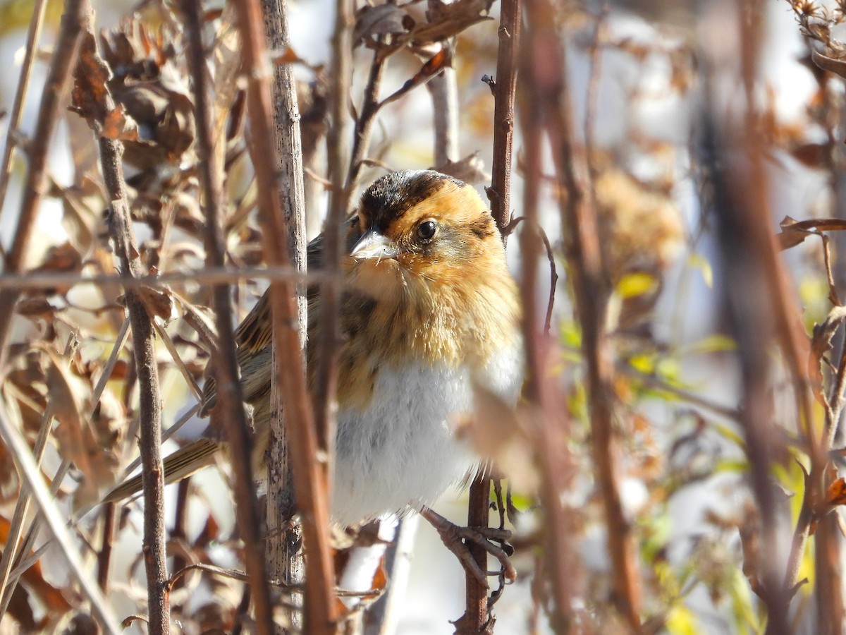 Chingolo de Nelson - ML645413100