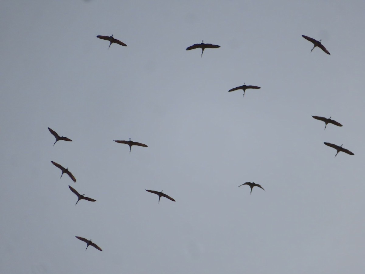 Sandhill Crane - ML645413103