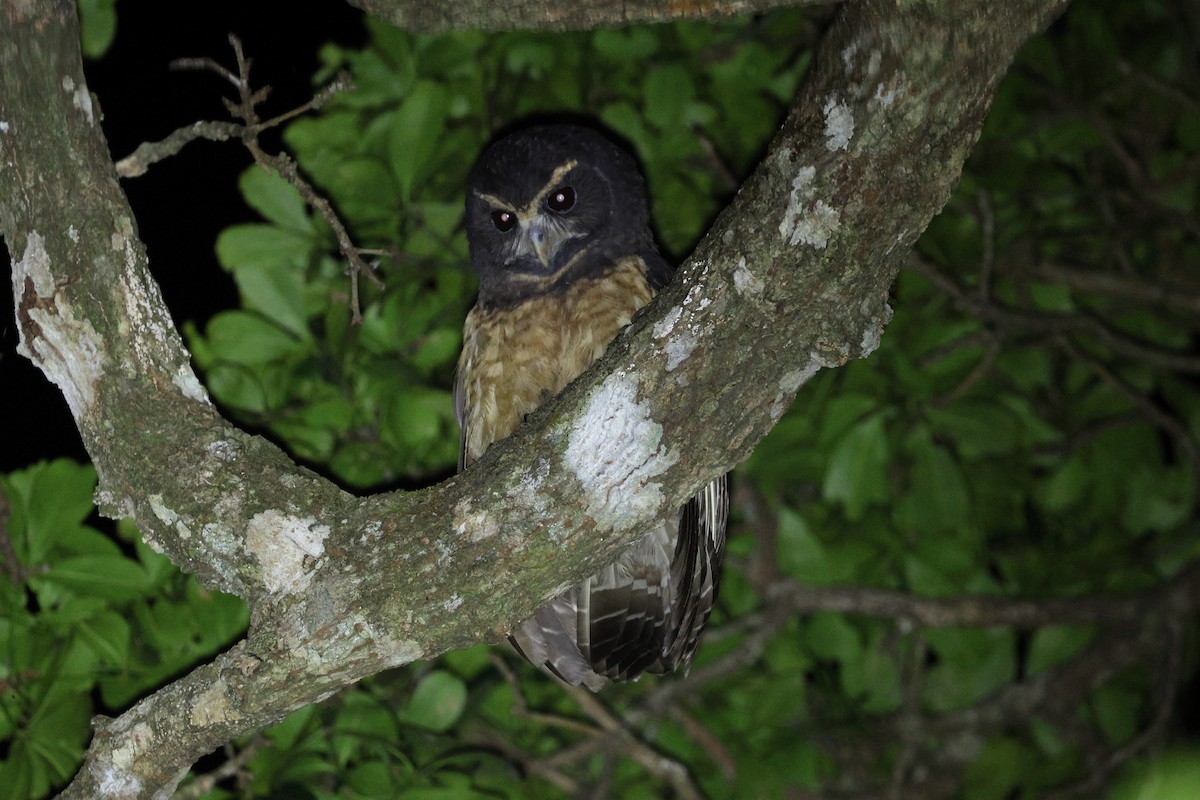 Tawny-browed Owl - ML645413104