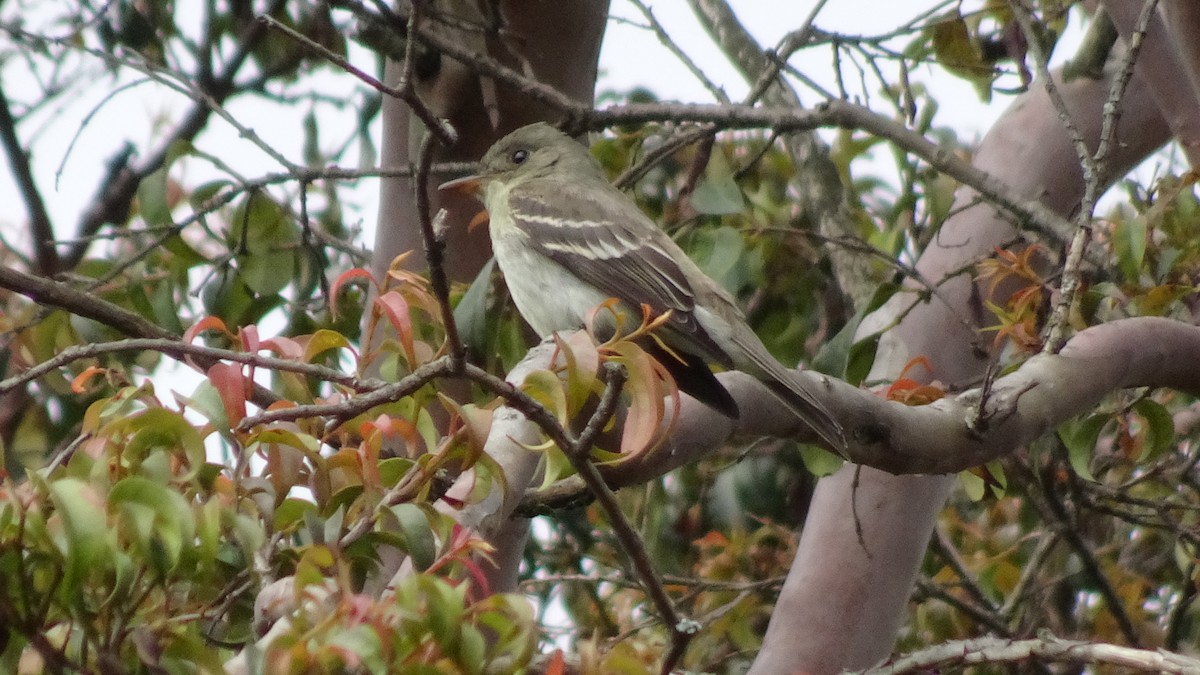 Восточный пиви - ML645413109