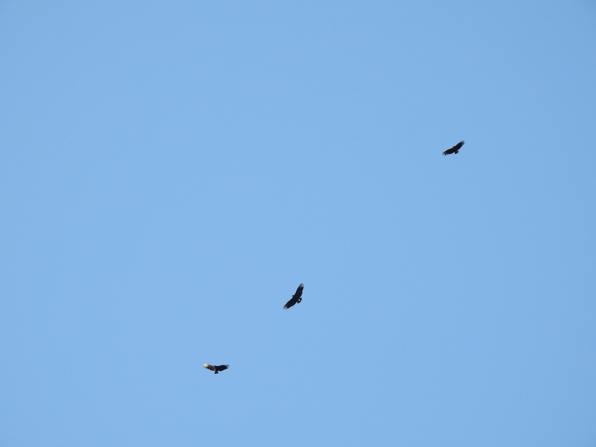 Black Vulture - ML645413111