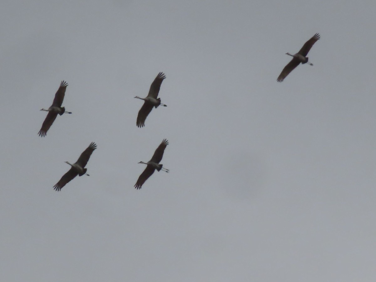 Sandhill Crane - ML645413112