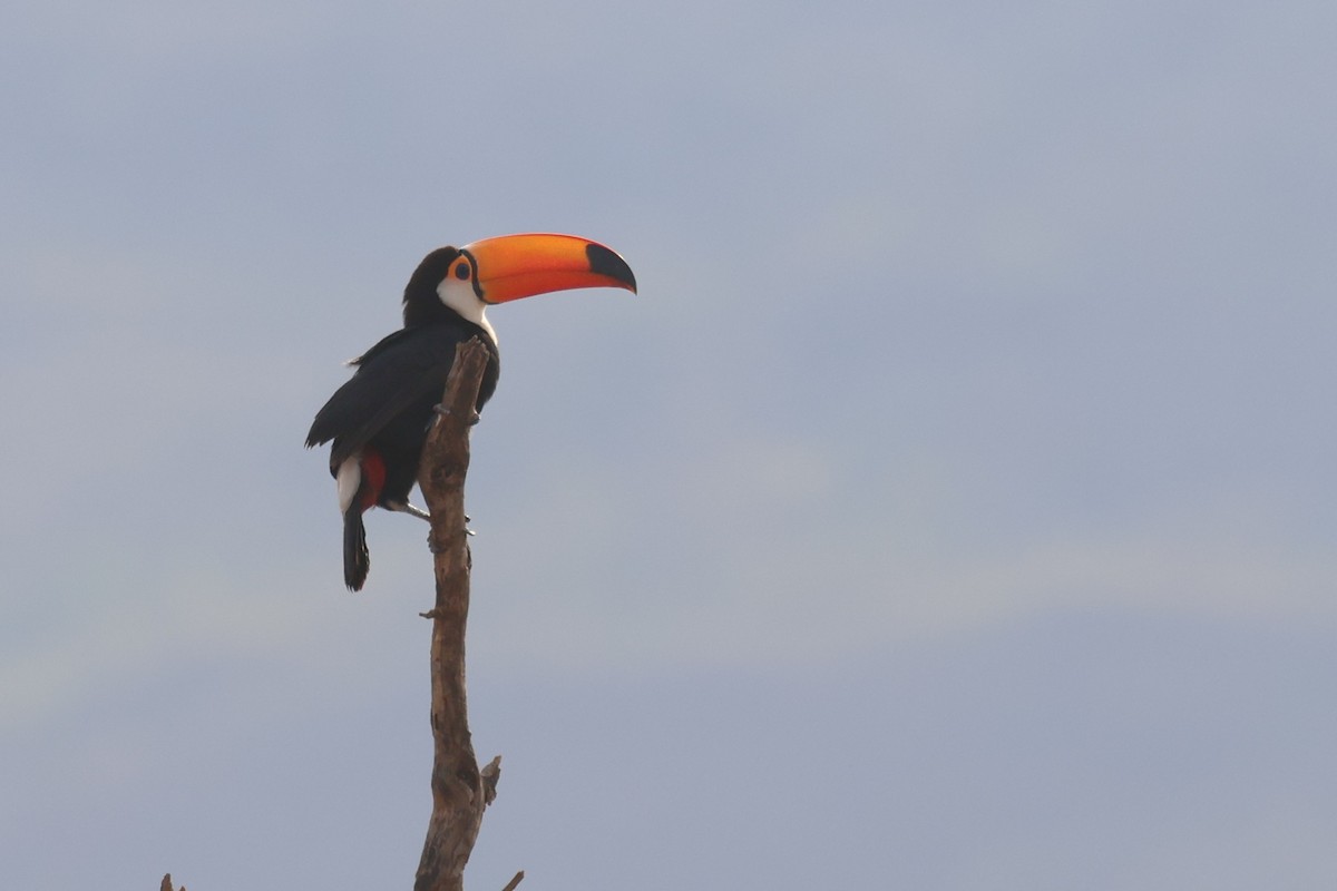 オニオオハシ - ML645413113