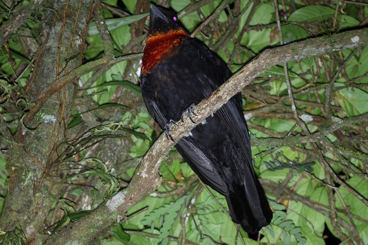 Red-ruffed Fruitcrow - ML645413121