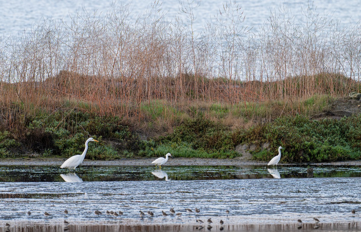 Koartza zuria - ML645413131