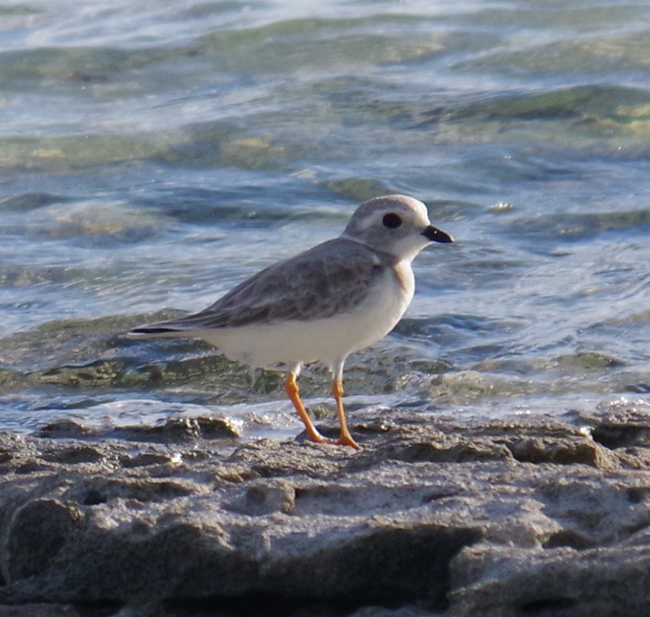 Piping Plover - ML645413158