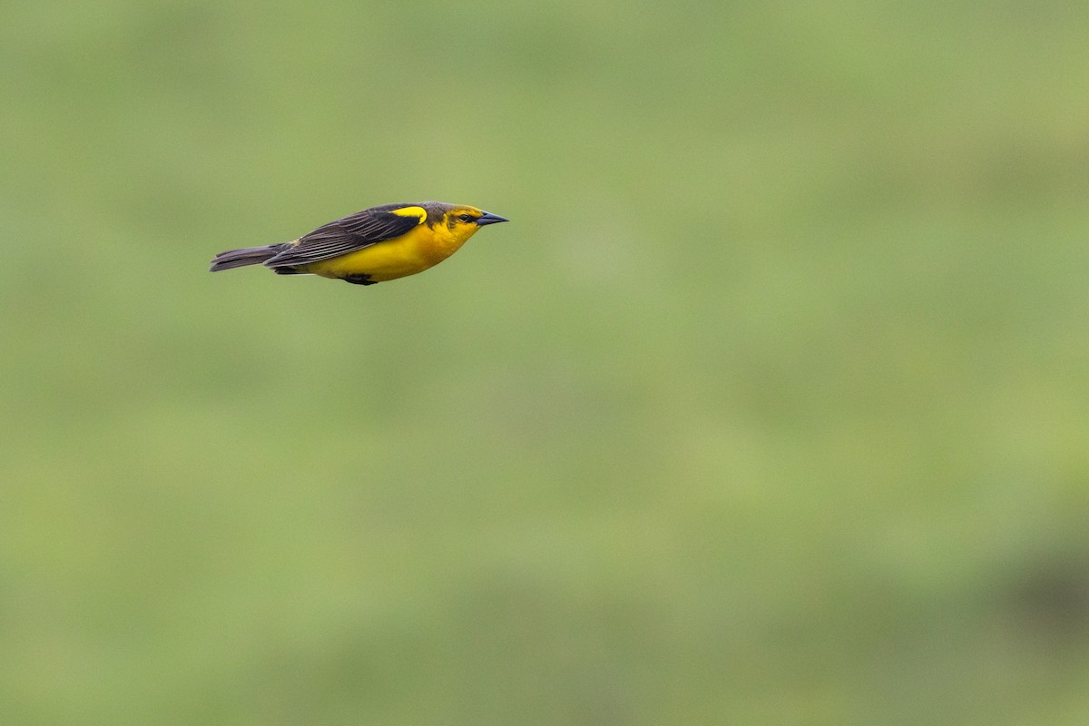 Saffron-cowled Blackbird - ML645413159