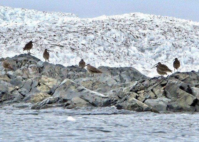 Hudsonian Whimbrel - ML645413163