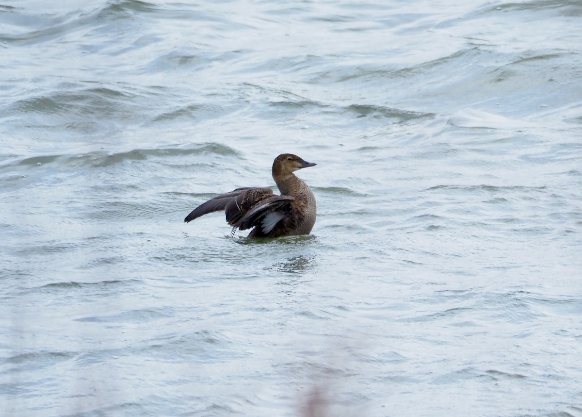King Eider - ML645413167