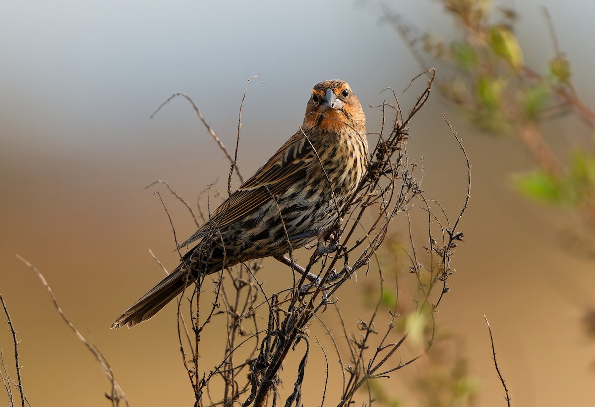 Red-winged Blackbird - ML645413170