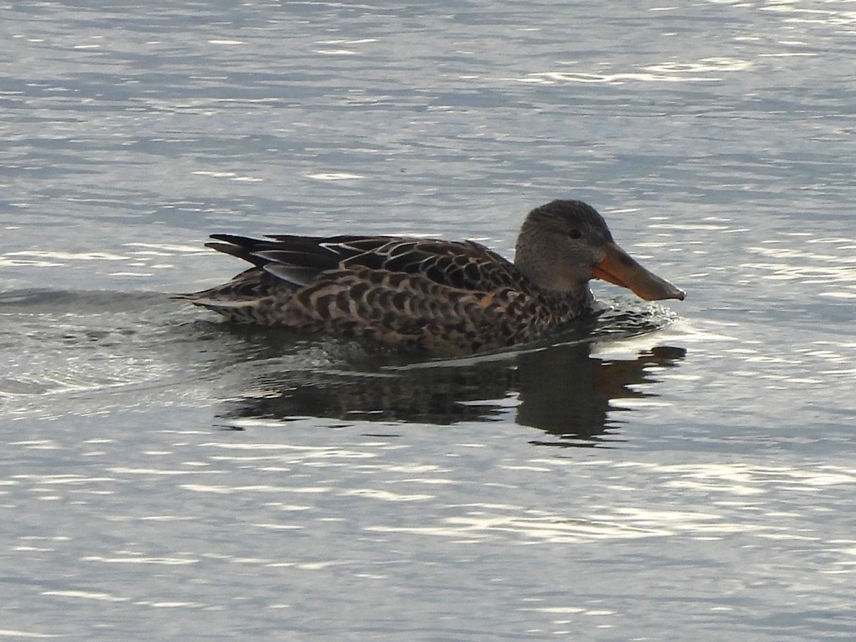 Northern Shoveler - ML645413171