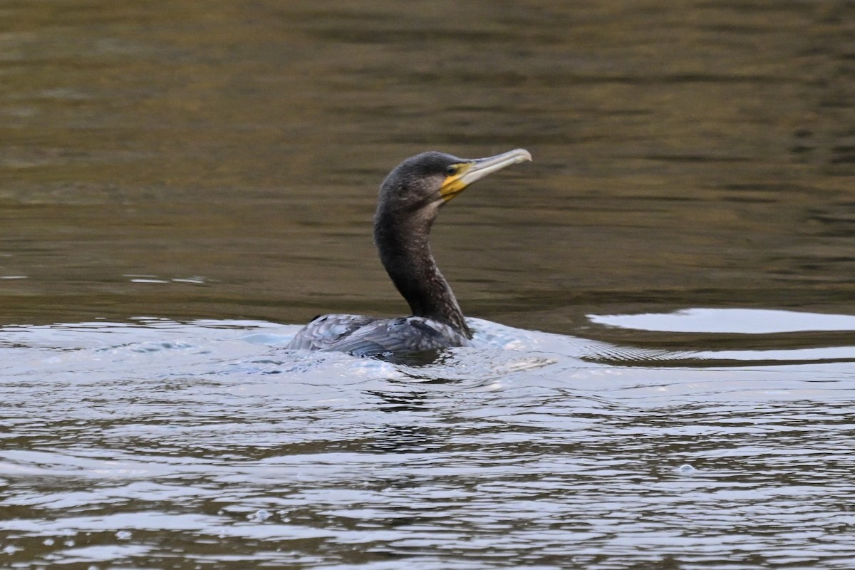 kormorán velký - ML645413183