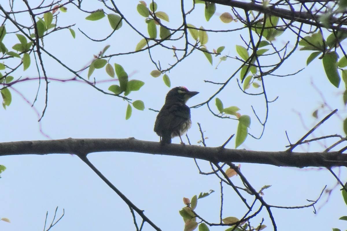 barbet zvučnohlasý - ML645413193