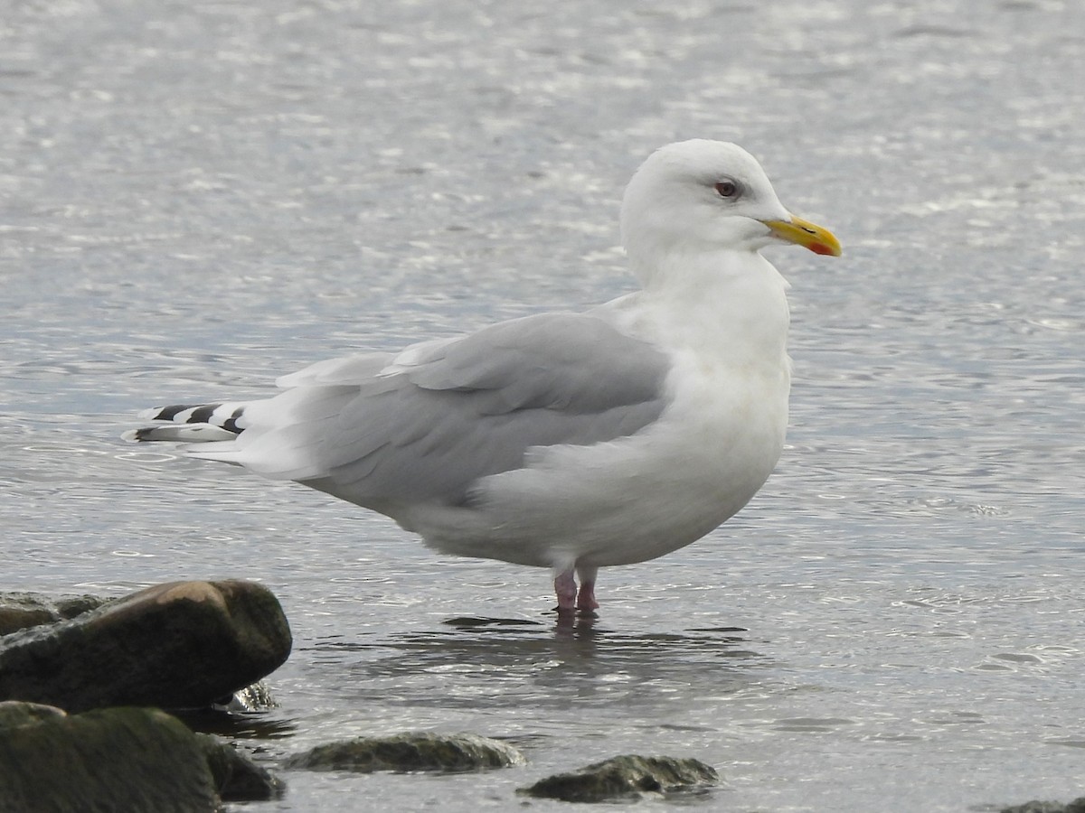 Iceland Gull - ML645413203