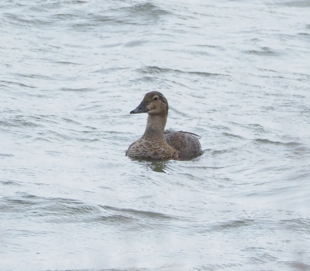 King Eider - ML645413204