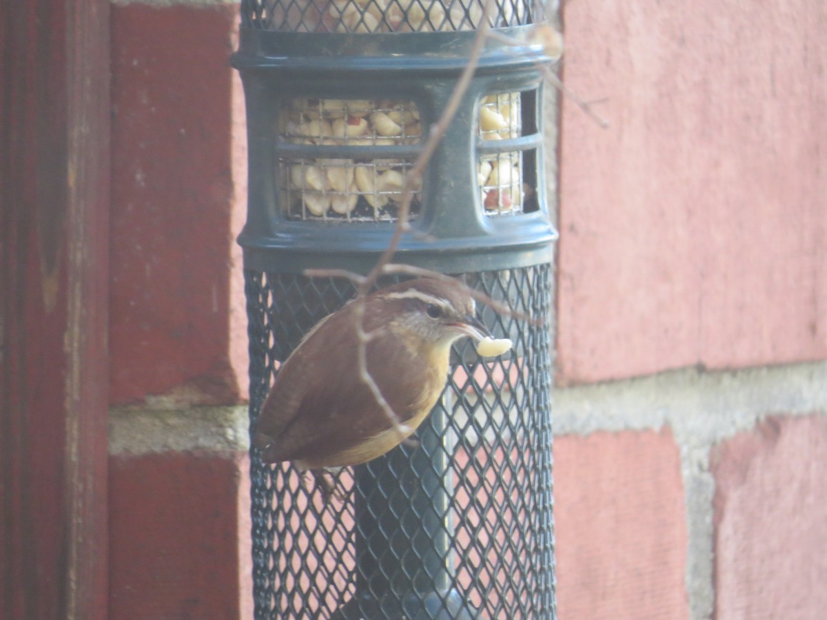 Carolina Wren - ML645413211